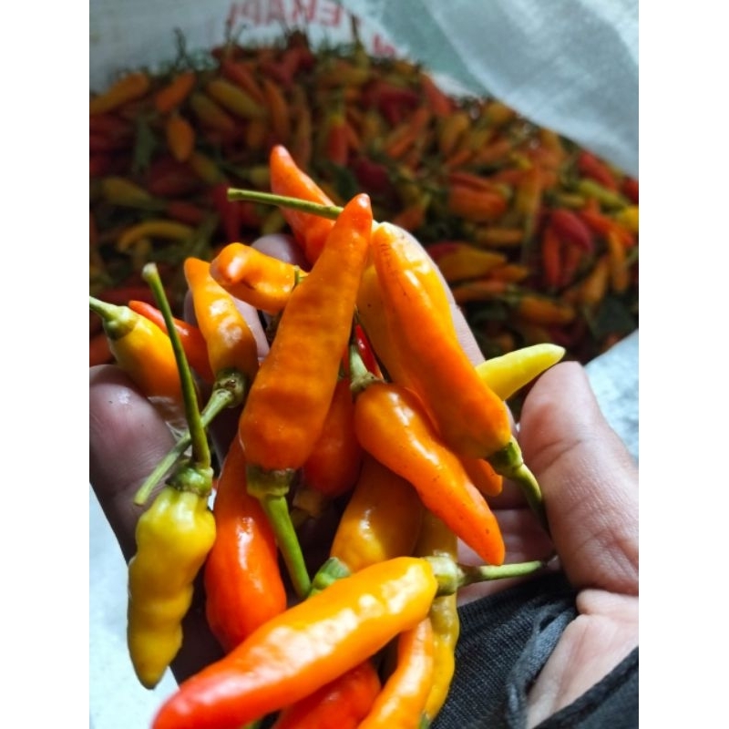 

cabe rawit atau cabe kecil 1kg