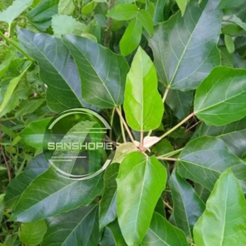 

DAUN KEMIRI ATAU DAUN MUNCANG SEGAR 500 GRAM