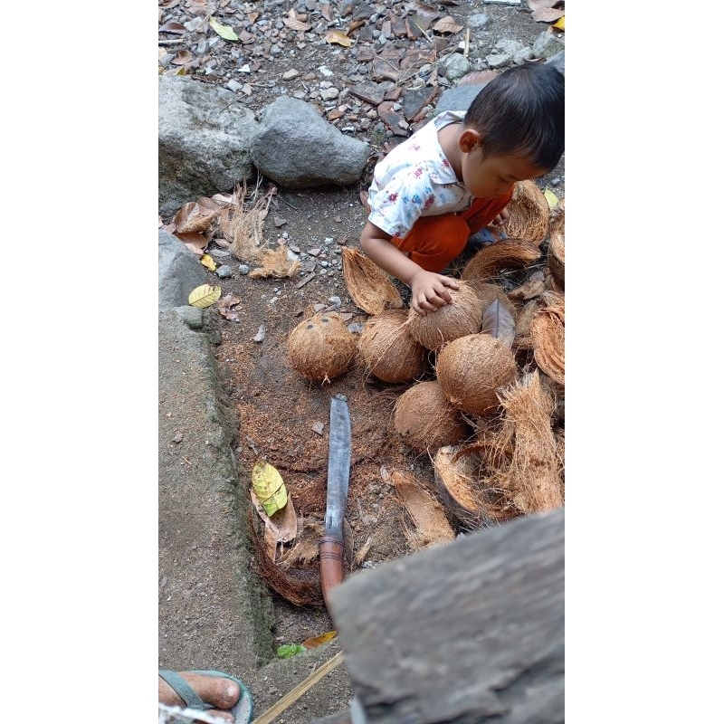 

Kelapa tua kupas sabut