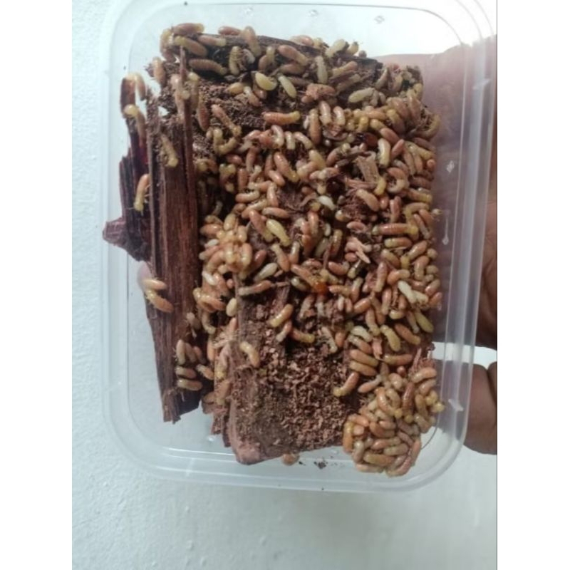 Rengas/warangas/pua umpan mancing