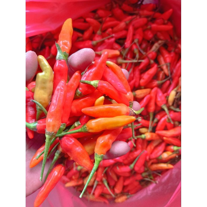 

cabe rawit merah ori 1 kg murah