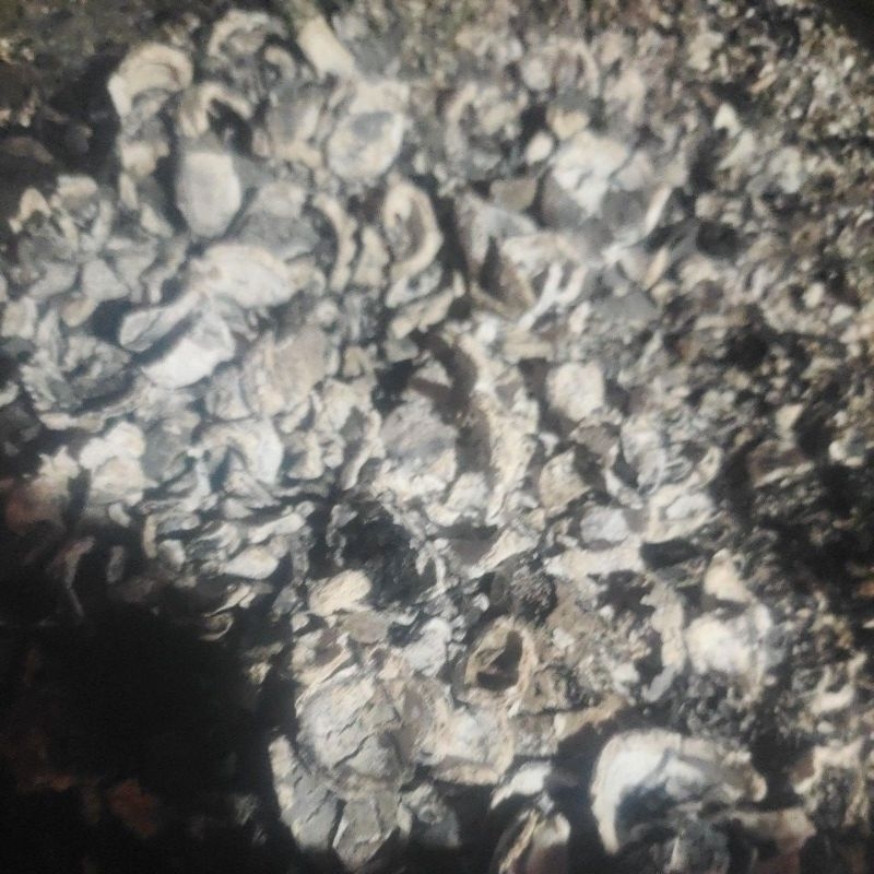 1kg bubuk cangkang kemiri