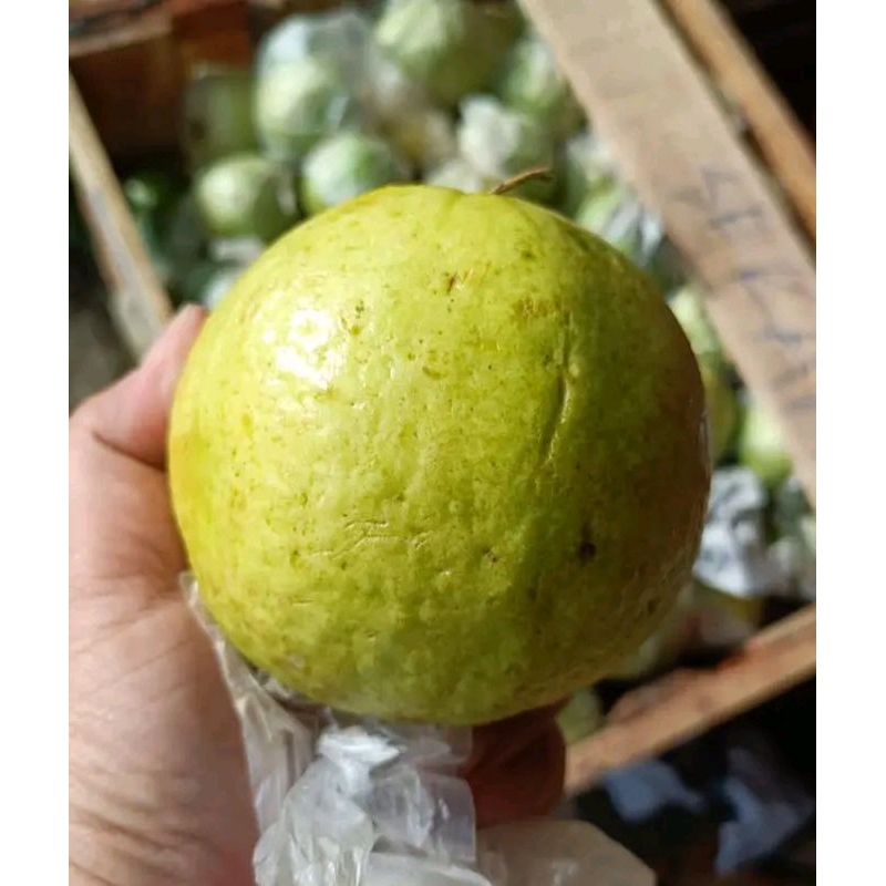 

jambu biji merah, harga perkilo.. langsung dari petani