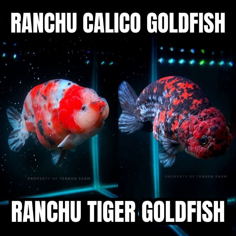 Mas Koki Ranchu - Ranchu Goldfish - Khusus Instant JABODETABEK