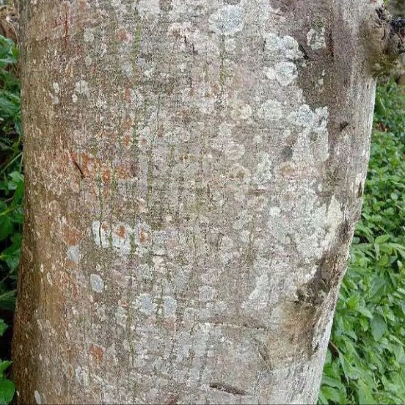 

250 g Kulit pohon randu kapuk