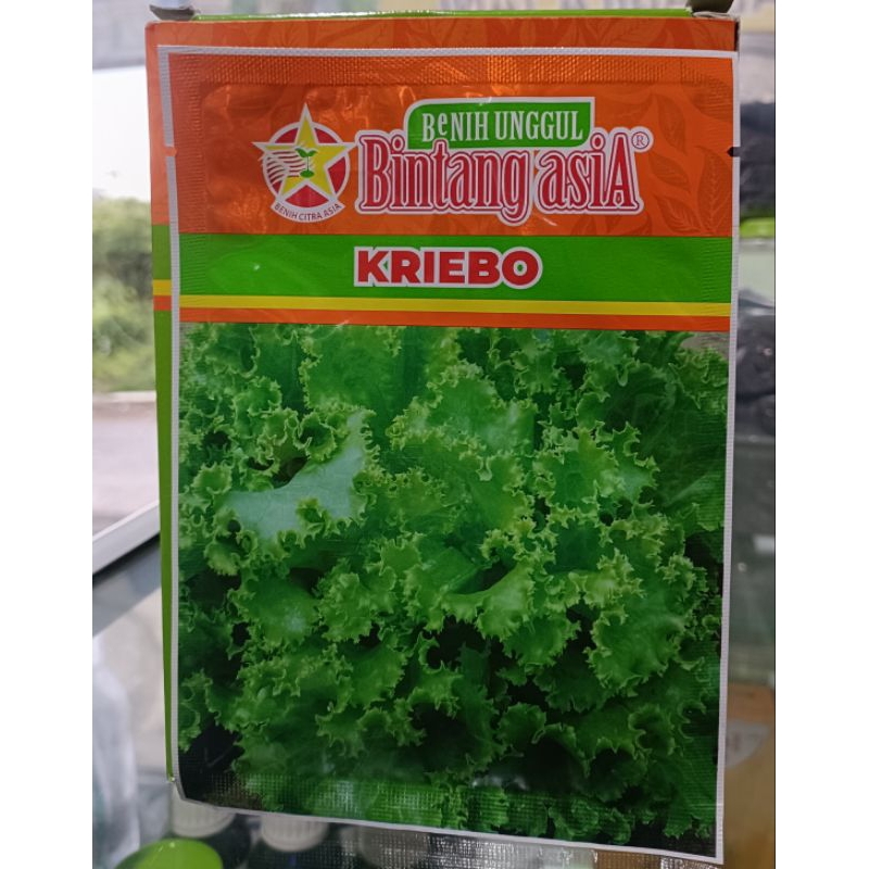 

Selada Hijau Kriebo (Bintang Asia)