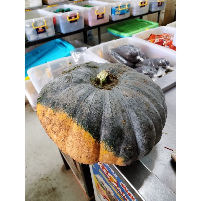 

Labu Kuning Fresh 1kg - Waluh