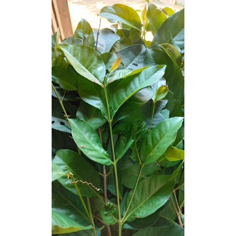 

Daun Salam segar 10 Lembar