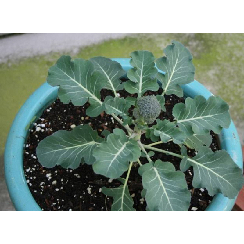 8 Benih Brokoli Hijau Bibit Seed Benih Brokoli Hijau F1 Hibrida Green Benih Brokoli Hijau Unggul Ber