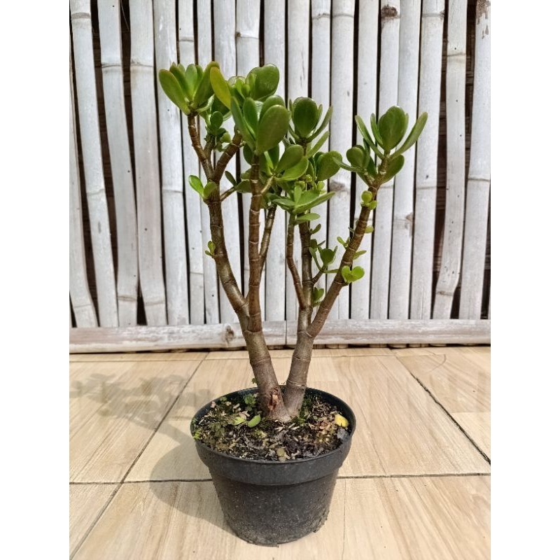 Sukulen Crassula Jade Plant ( giok) Bonsay | kaktus dan sukulen