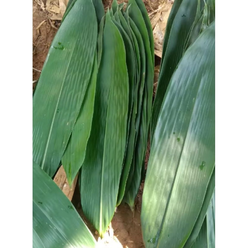 

Daun bambu segar di petik langsung /daun bambu segar bungkus bakcang 50 lembar