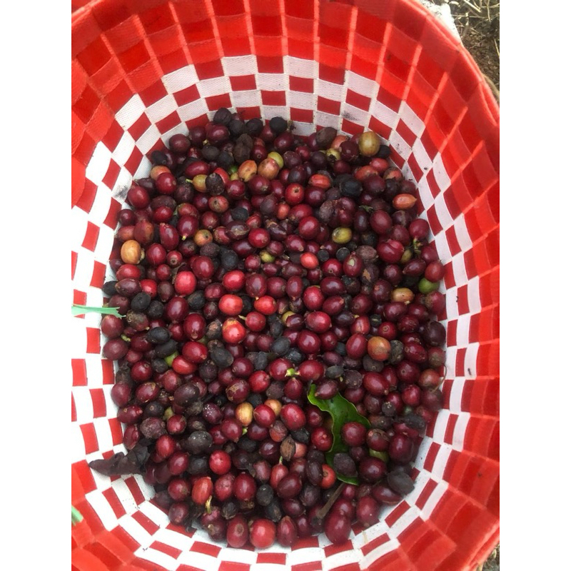 

BIJI KOPI LERENG GUNUNG KAWI