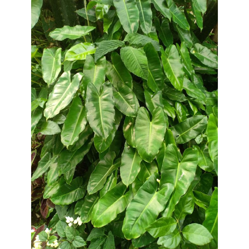 philodendron burle marx