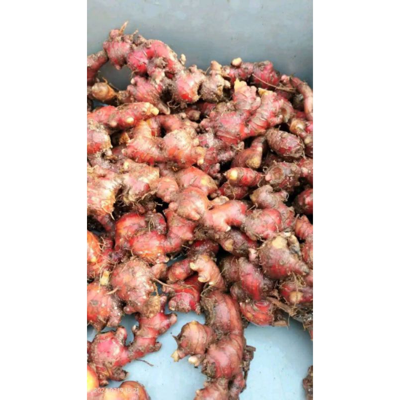 

JAHE MERAH SUPER BERAT 500GRAM