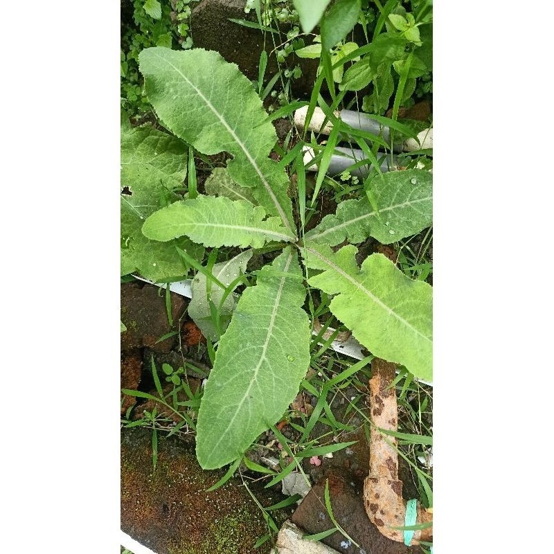 

promo Daun tempuyung herbal 500 gram segar