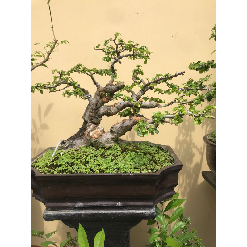 bonsai serut medium