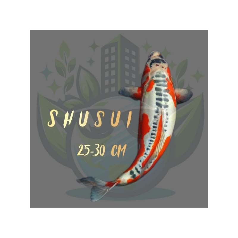 IKAN KOI SHUSUI 25-30 cm