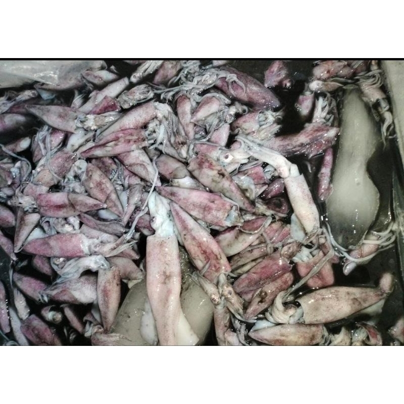 

cumi pen fresh bertelur