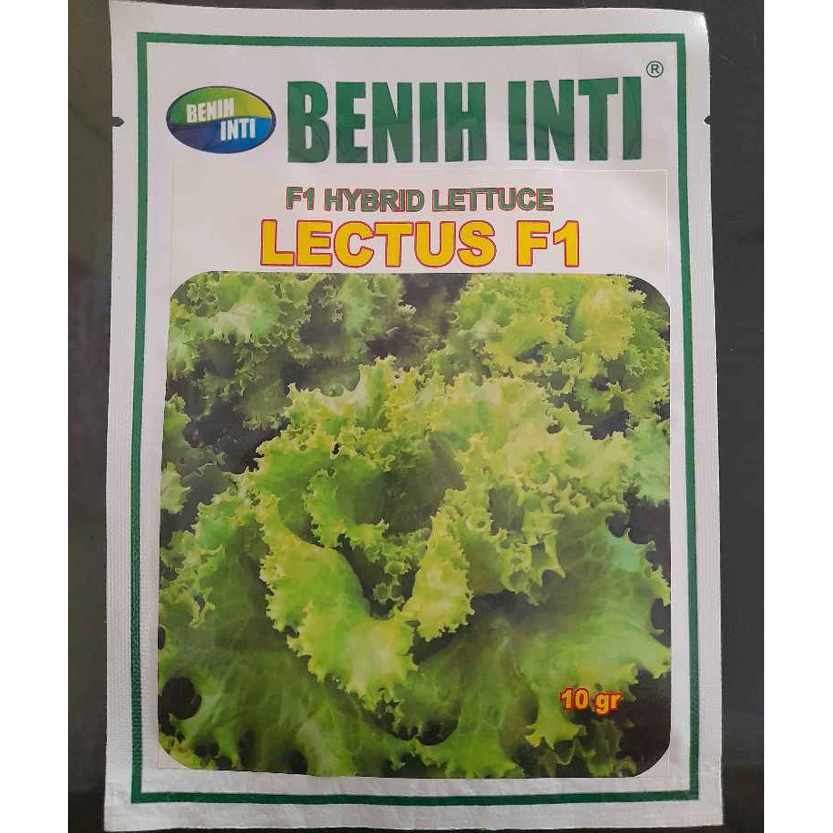 

Benih Selada Lectus F1 - 10gr