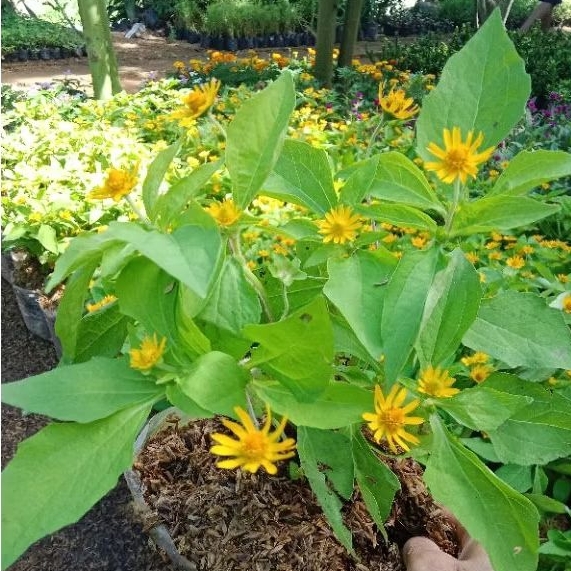 Bunga Matahari Tanaman Hidup Bagus/ Pohon Bunga Matahari Mini Cantik/ Daisy kuning/ Tanaman Seribu B