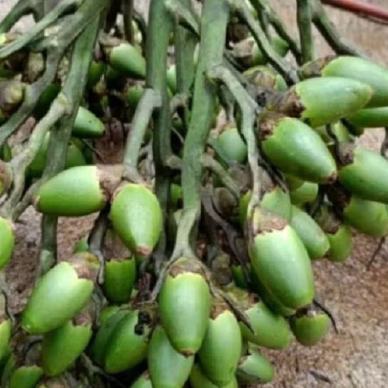 

buah jame muda /pinang muda obat kuat 1 kg