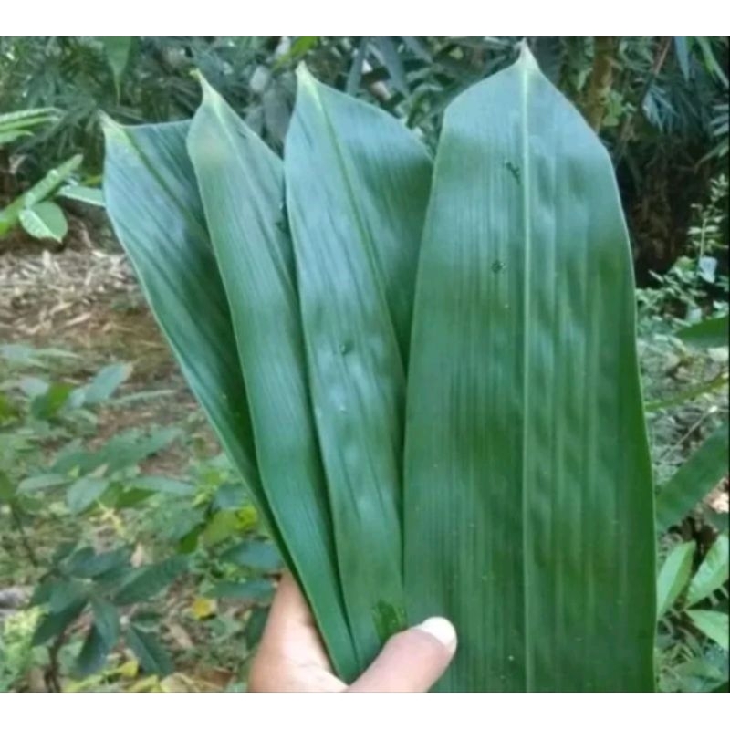 

Daun bambu segar 100 lembar/ukuran besar/buat bungkus bakcang