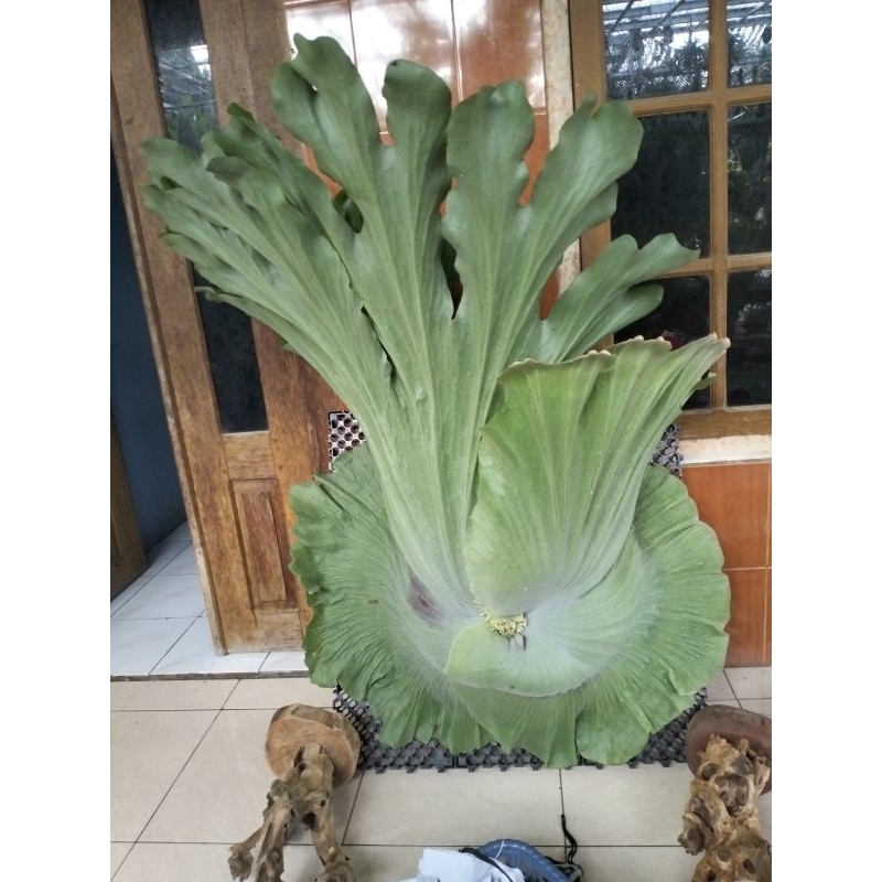 platycerium wandae jumbo harga full co 3,5juta