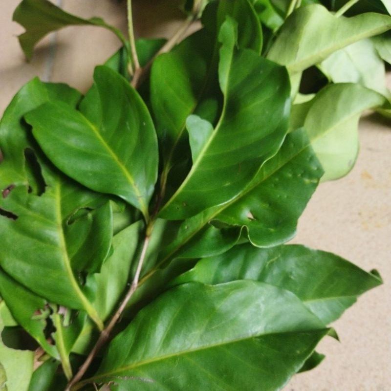 

daun salam segar 100gram