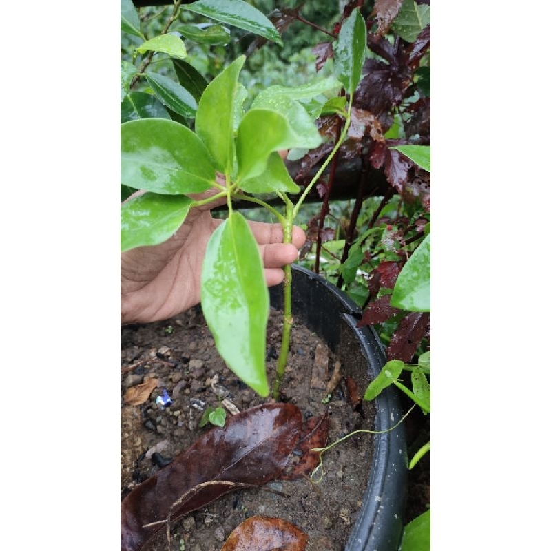 bibit tanaman Tlogosari realpic sesuai gambar