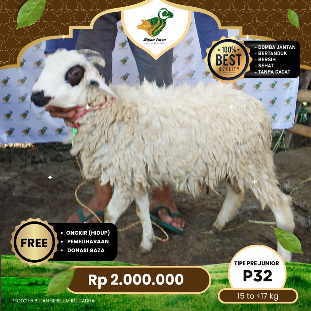

Domba Qurban Tipe Pre Junior. P32, Berat 15kg-<17kg