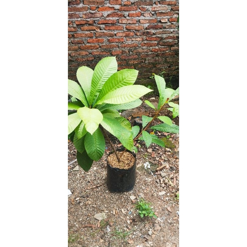 Bibit Mamey Sapote (Sawo Raksasa) hasil cangkok : Kywest,Magana,Loretto