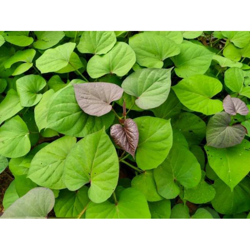 

Daun, pucuk umbi jalar fress periket harga murah dipetik saat orderan masuk