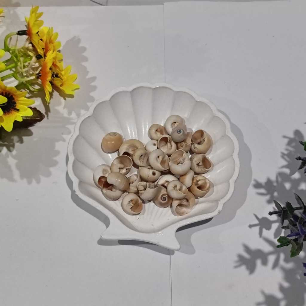 KERANG KILOAN KG -711 / KERANG HIASAN / KERANG AKSESORIS HIASAN KERAJINAN TANGAN