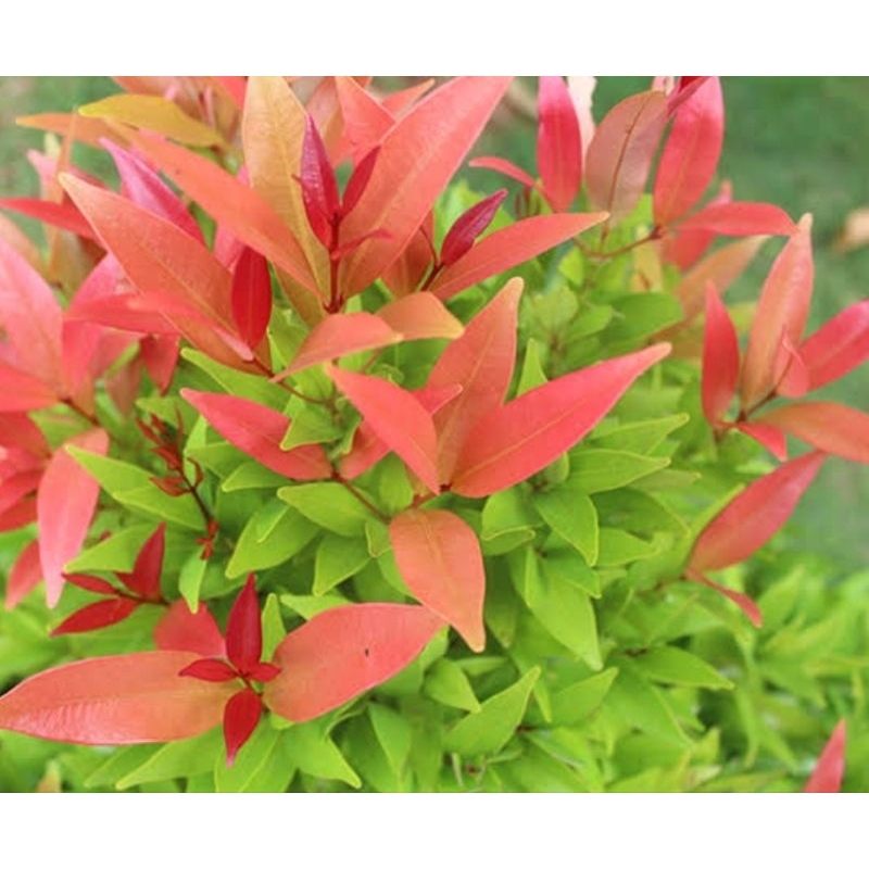 

Daun pucuk merah segar petik langsung 100 lembar pilihan