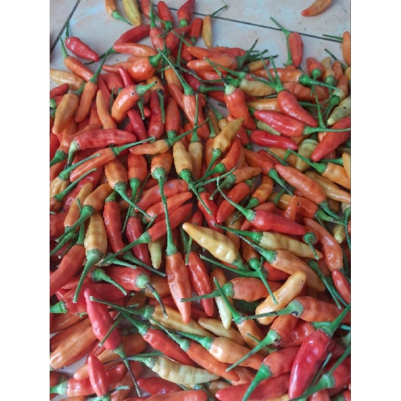

Cabai Rawit Ori Cabe Merah Fresh Super Pedas Lombok Murah Segar Baru Petik