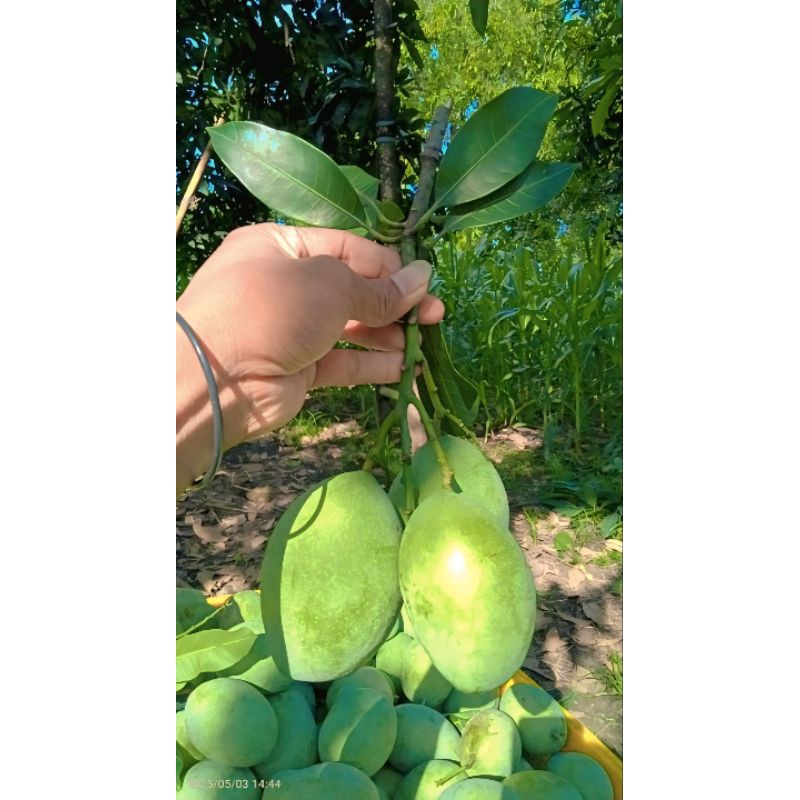 MANGGA MANALAGI BANYAK VARIAN MATANG MENGKAL RUJAK