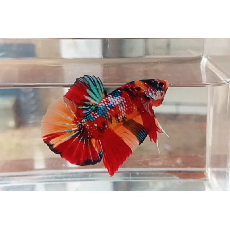 Betta fish