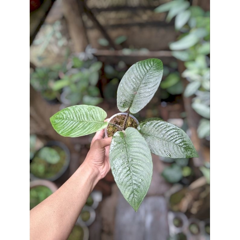 Tanaman Hidup : SCHISMATOGLOTTIS SP / Berbulu