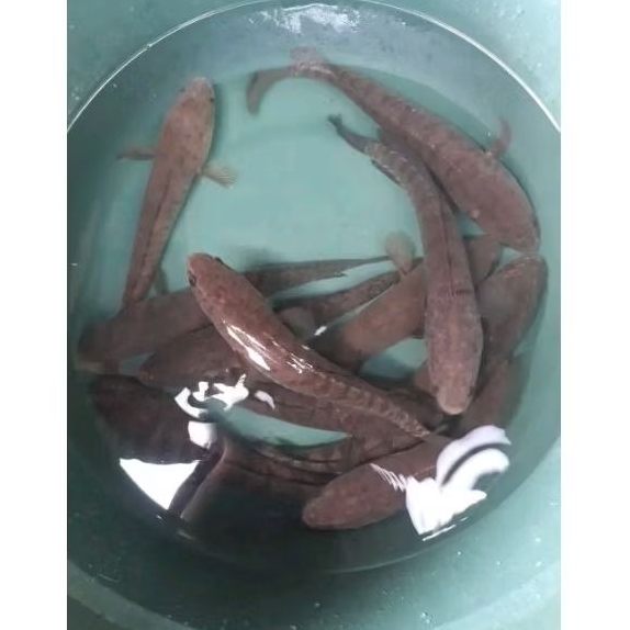 

Ikan Gabus hidup live hidup Promo ikan gabus segar fresh 1kg