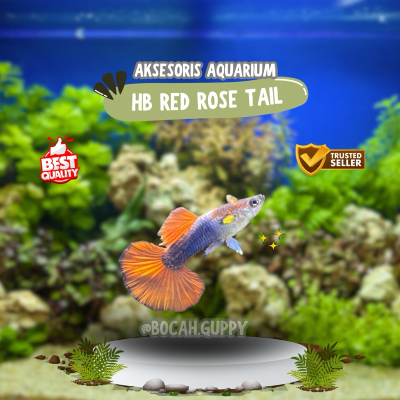 Aksesoris aquarium - Guppy HB Red ROSETAIL