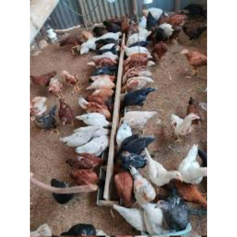 

TELUR FERTI AYAM SUPER/JOPER PLATINUM JENIS JUMBO UNTUK DITETASKAN