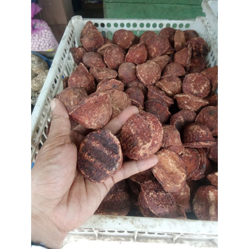 GETAH GAMBIR JAMBU GETAH GAMBIR ASLI PER 1 PCS