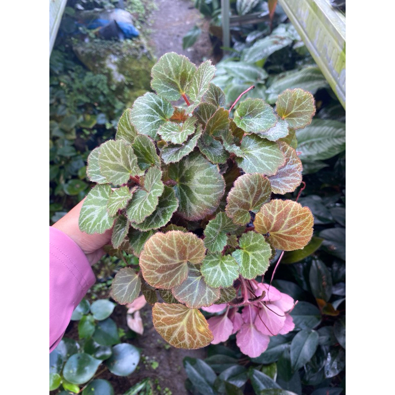 Begonia strawberry - begonia murah - begonia tanaman hias