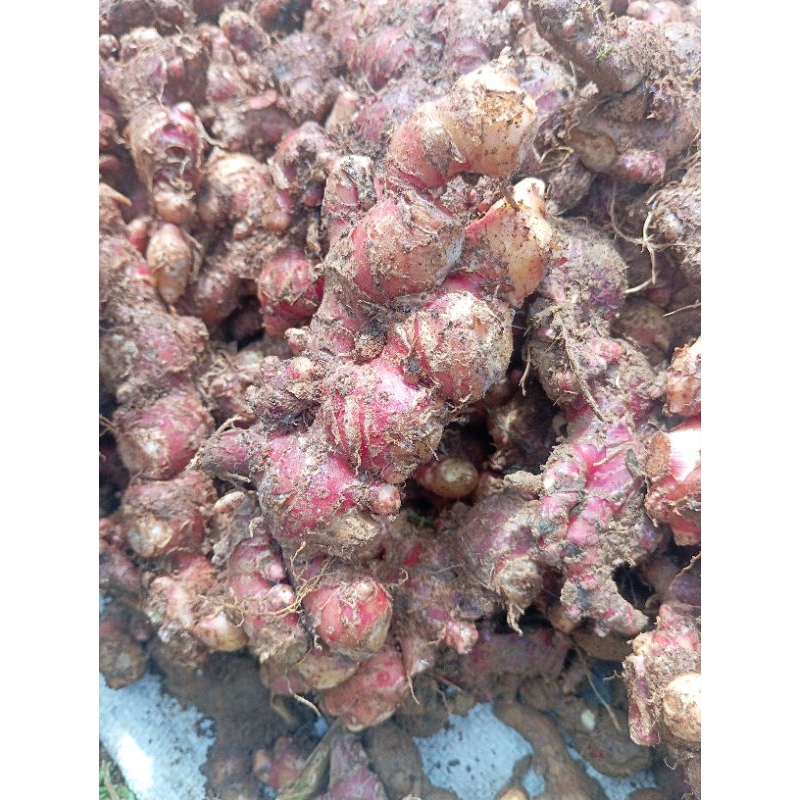 

JAHE MERAH SEGAR JAHE SEGAR RED GINGER KUALITAS PILIHAN TERBAIK JAHE MERAH 1KG
