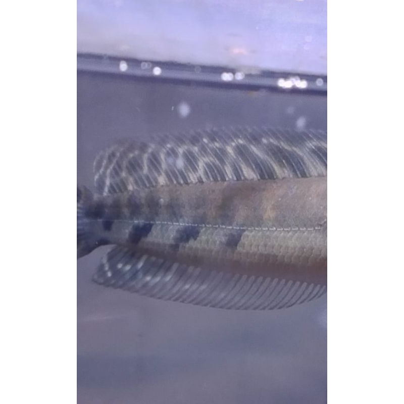 CHANNA MARU, YS MBATIK + SIMET