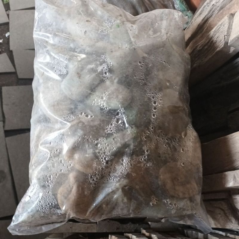 Batu Koral warna Hijau Besar