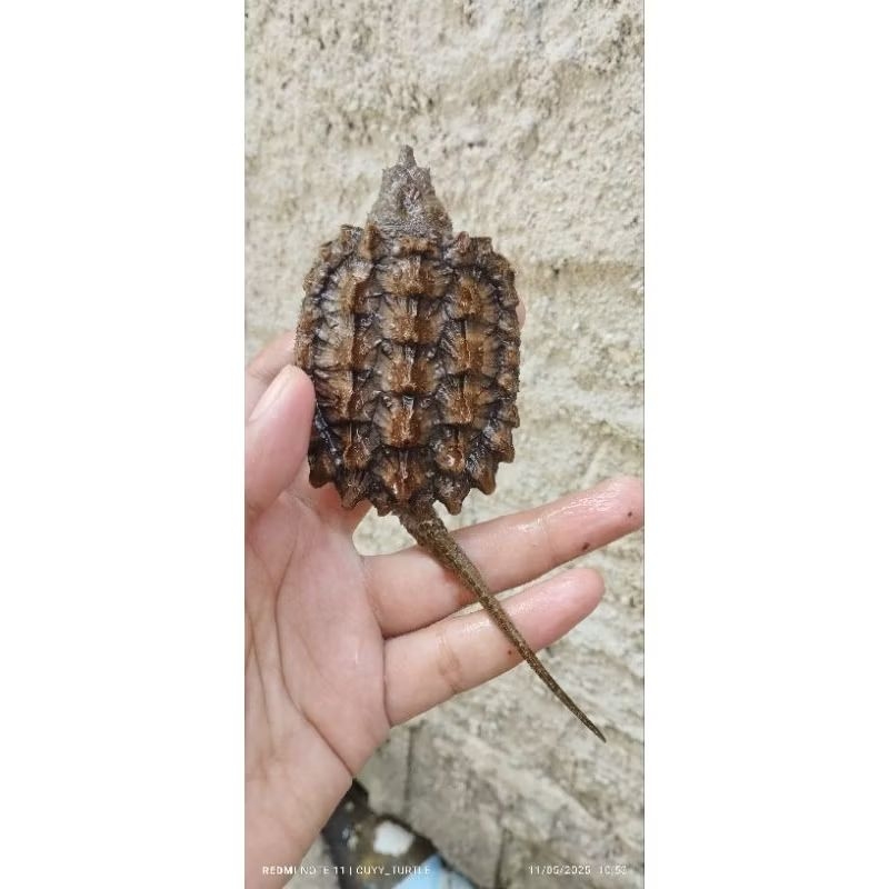 KURA KURA AIR Alligator Snapping Turtle (AST)