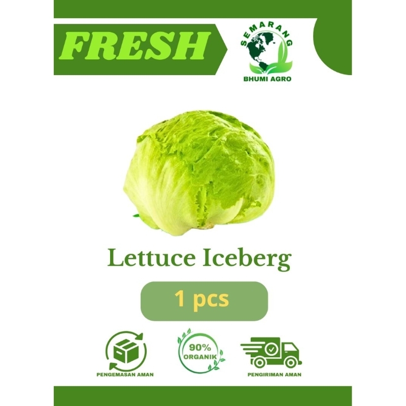 

Lettuce Iceberg/Selada Kebab Segar & Organik (Harga Per Pcs) | BHUMI AGRO