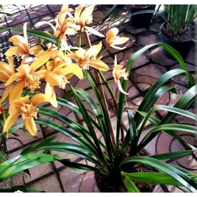 Tanaman hias anggrek tanah kuning bibit anggrek bunga kuning pohon  anggrek tanah