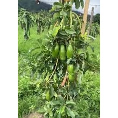 entres alpukat siger lampung - batang segar alpukat siger - cutting alpukat siger